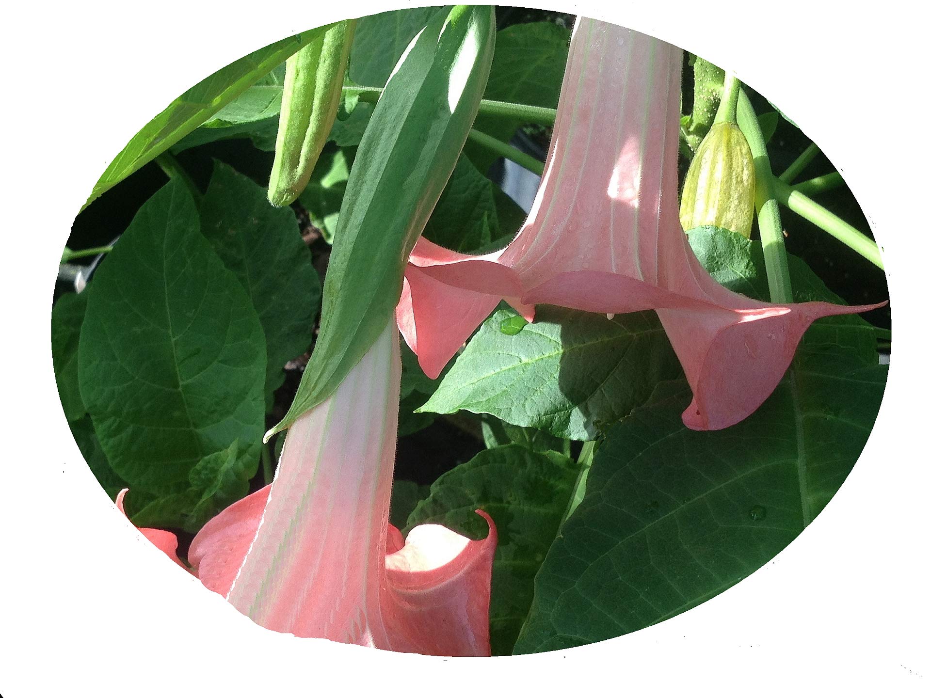 Amazon.com : Cherub - Dwarf Brugmansia Hybrid Angels Trumpet